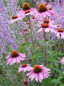 Echinacea